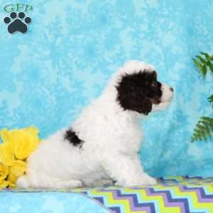 Diamond, Toy Poodle Puppy